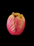 Vaas tulp rrod/geel